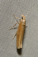Ypsolopha ustella