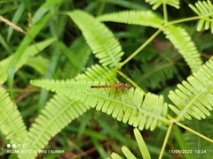 Neurothemis fluctuans