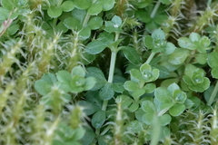 Galium saxatile