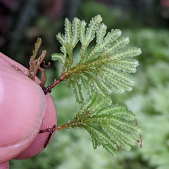 Hypopterygium didictyon