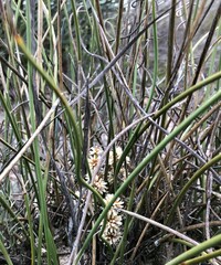 Lomandra juncea