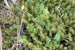 Galium saxatile