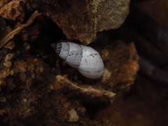 Rabdotus dealbatus