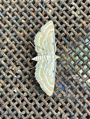 Parapoynx bipunctalis