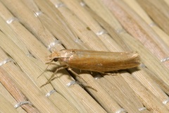 Ypsolopha ustella
