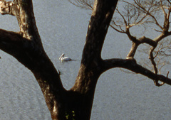 Pelecanus philippensis