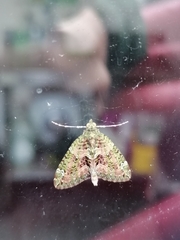 Chloroclysta siterata