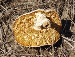 Fungi