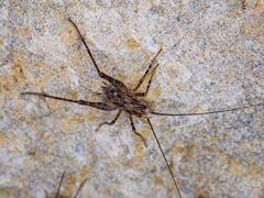 Macropathinae