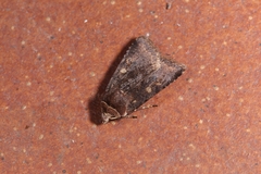 Cerastis faceta