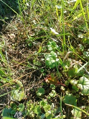 Arabidopsis arenosa
