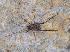 Macropathinae