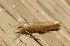 Ypsolopha ustella