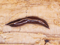 Geoplanidae