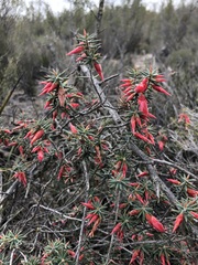 Stenanthera conostephioides