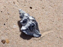 Pterochelus triformis