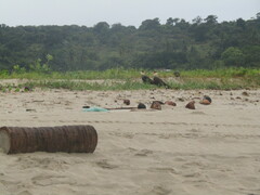 Caracara plancus plancus
