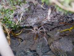 Dolomedes aquaticus