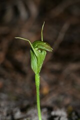 Pterostylis foliata