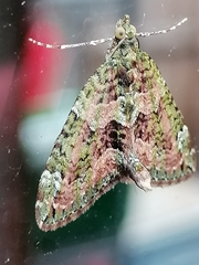 Chloroclysta siterata