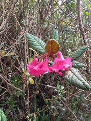 Rhododendron rugosum
