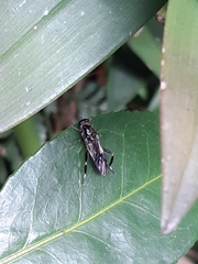 Exaireta spinigera