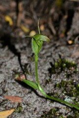 Pterostylis foliata