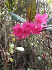 Rhododendron rugosum