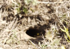 Vespula germanica