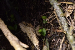 Corybas cheesemanii