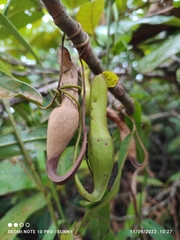 Nepenthes gracilis