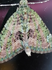 Chloroclysta siterata