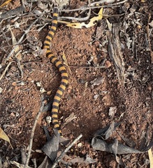 Simoselaps bertholdi