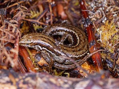 Oligosoma polychroma