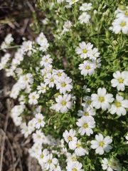 Stellaria dichotoma