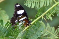 Hypolimnas misippus