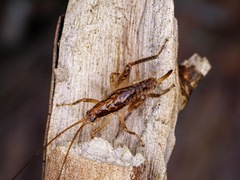 Macropathinae