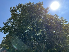 Aesculus × carnea