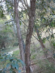 Leptospermum polygalifolium