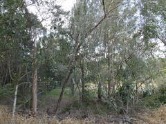 Leptospermum polygalifolium