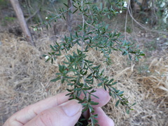 Leptospermum polygalifolium