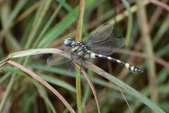 Ictinogomphus rapax