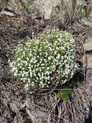 Stellaria dichotoma