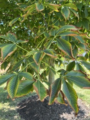 Aesculus × carnea