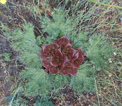 Arctopus monacanthus
