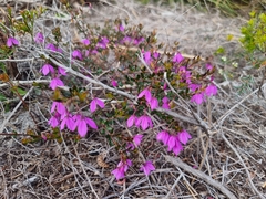 Tetratheca thymifolia