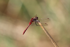 Sympetrum internum