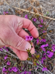 Tetratheca thymifolia