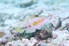 Oxycheilinus bimaculatus