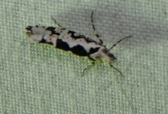 Ypsolopha sequella